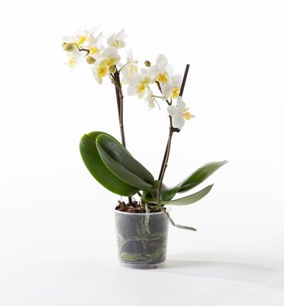 Hvit midi orkidé